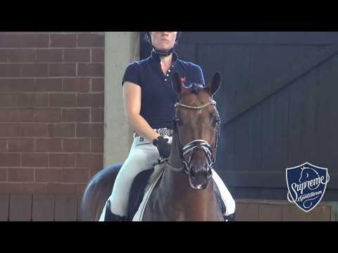 2014 Gelding by Quaterhall