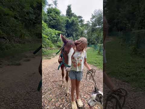 #sunflower  #horse  #dogs