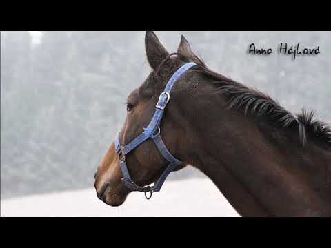 už je to rok Lingarry