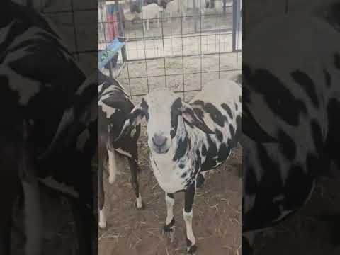 caprimilho baraúna pb