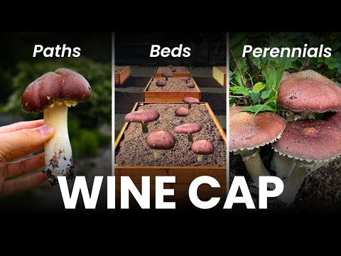 3 Ways to Grow EDIBLE Wine Cap Mushrooms in Your Garden | From Inoculation to Harvest!