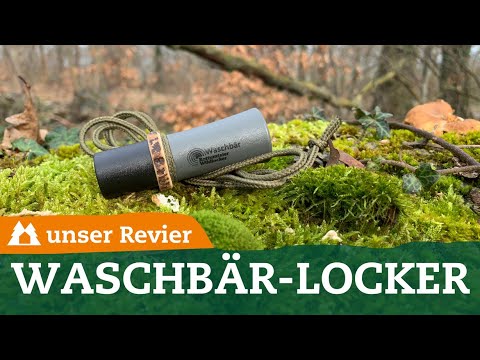 How does a raccoon call work? | How do I lure raccoons? | Our hunt | #57