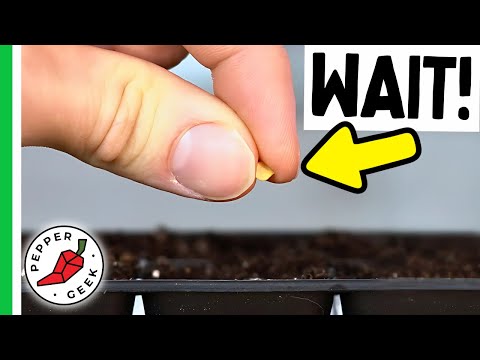 Are You Starting Pepper Seeds Too Early?
