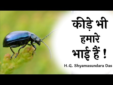 कीड़े भी हमारे भाई हैं ! , (SB 3.31.10)  - H.G. Shyamasundara Das