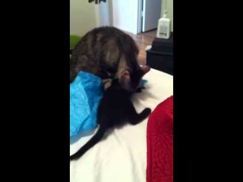 Shriya Plays with paper