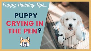 Stop Crying in the Puppy Pen