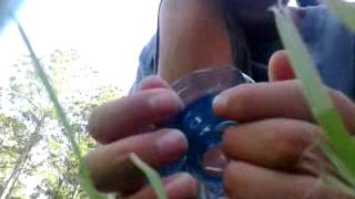 How to make a minnow/tadpole trap