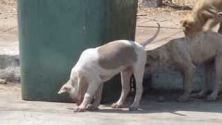 preview picture of video 'Adorable but sad big liiter of feral dog puppies around a bin on waste ground , Cha Am - Thailand'