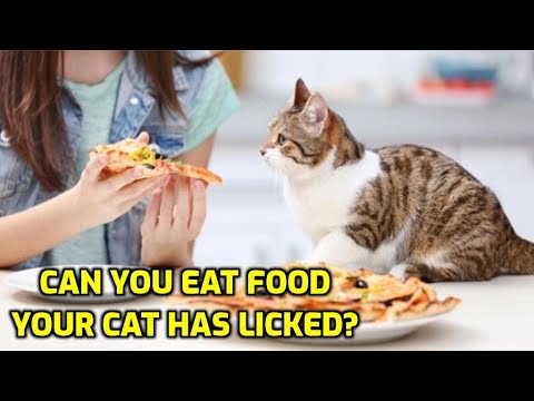 Is It Safe To Eat Food A Cat Has Licked?