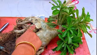 Adenium Roots Rotting - What to Do? || How to Save Desert Rose from Root Rot || Fun Gardening