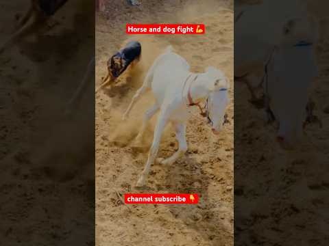 horse and dog fight/Hardy and rabab/horse video/dog video #shorts #horse #dog #fight #germanshepherd