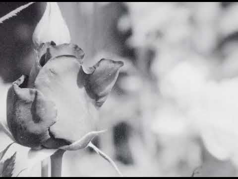 @ORWO UN54 Scan from negative to positive