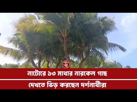 নাটোরে ১৩ মাথার নারকেল গাছ দেখতে ভিড় করছেন দর্শনার্থীরা