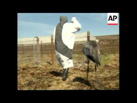 SOUTH AFRICA: NEW CONSERVATION PROJECT TO SAVE ENDANGERED BIRDS