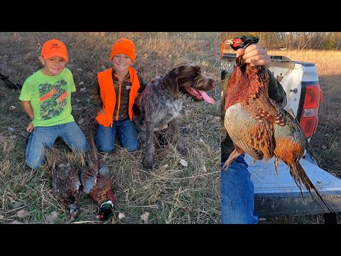 Pheasant Opener!  Axle the Wirehaired Pointing Griffon take the boys and I out hunting.