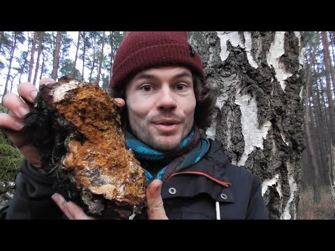 Chaga - characteristics, ingredients, effects, uses (Inonotus obliquus)
