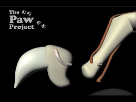 Declaw surgery and its consequences