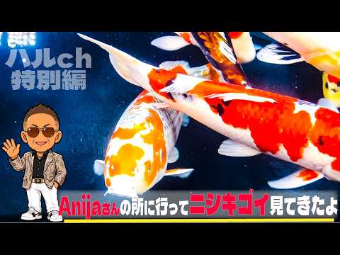 【ハルch特別編】Anijaさんのニシキゴイ水槽を見学【ハル第二の故郷】