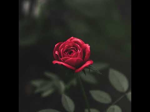 Video thumbnail 1W7sdyVIBkE