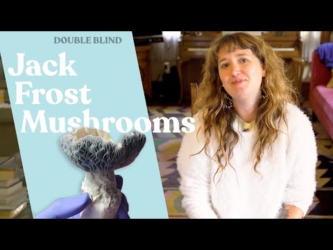 Jack Frost Mushrooms 🍄‍🟫 | DoubleBlind