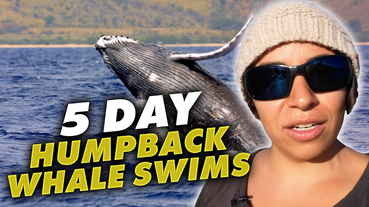 5 Day Humpback Whale Swims film thumbnail