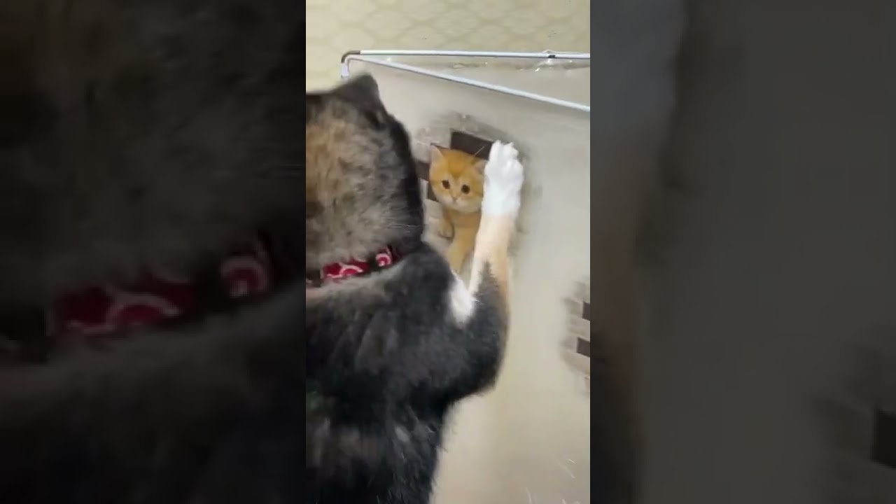 【豆柴】猫が気に入らない柴犬 #shorts
