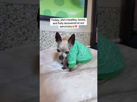 Can you help our rescue dogs⁉️🥺Link in our bio🫶 #amazon #rescuedog #chihuahua #shelter #florida