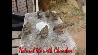 Indian birds sparrow sound//beautiful sparrow chir