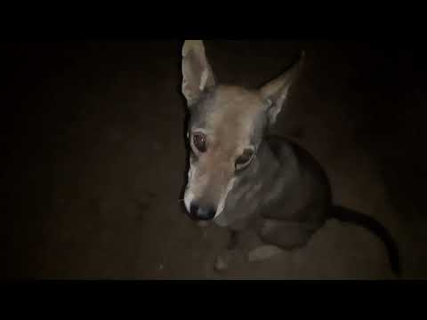 the puppy dog the Babban dog Japan America ke dog ke sath  in Narmada kahlaye Jaate Hain...