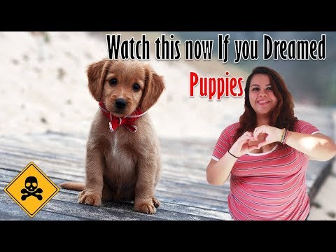 What does Puppy dreams means? Do not ignore if you dreamed of puppies
