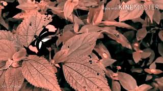 Download lagu Noah kupu kupu malam 😎 mp3 Download lagu Noah kupu kupu malam 😎 mp3