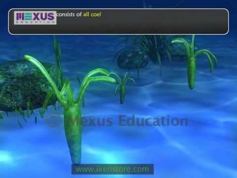 Kingdom Animalia: Phylum Coelenterata