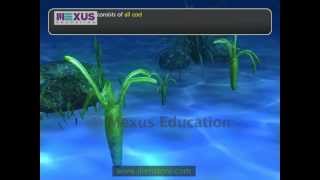 Kingdom Animalia: Phylum Coelenterata