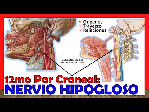 🥇 12mo Par Craneal - NERVIO HIPOGLOSO -  (Origen, Trayecto y Ramas) ¡Explicación Sencilla!