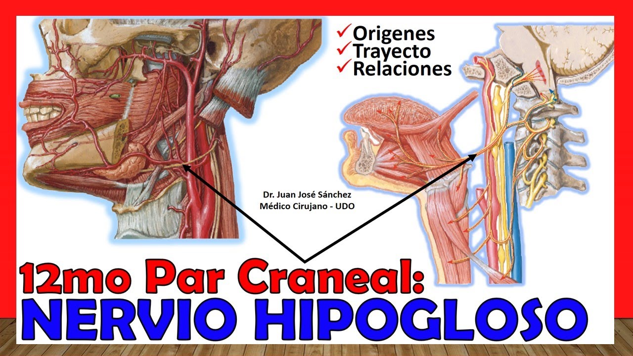 🥇 12mo Par Craneal - NERVIO HIPOGLOSO -  (Origen, Trayecto y Ramas) ¡Explicación Sencilla!