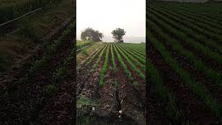 Download lagu 25 January 2026 mp3