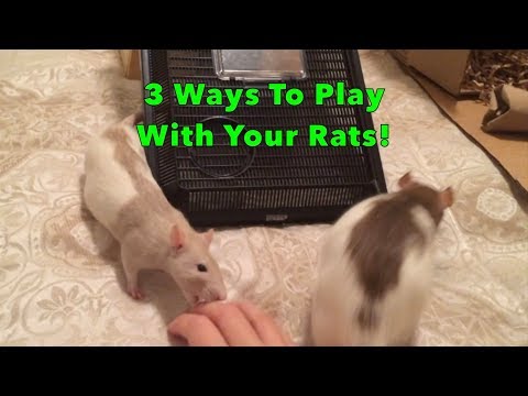 How to Play with your Rats - 3 Ways to Engage and Interact!