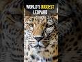 The Biggest Leopard You’ve Never Seen