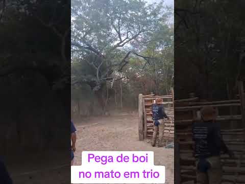 Pega de boi no mato na fazenda cachoeira em Piripiri-Pi!!