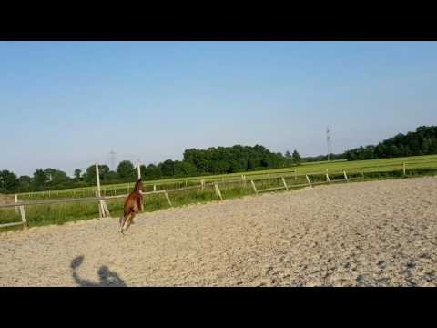 Fürst Jazz x De Niro x Laurentio Oldenburger Stutfohlen Kohlfuchs