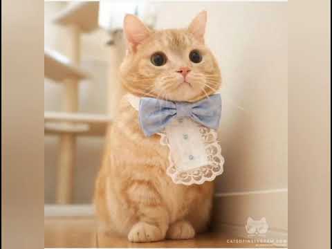 Fosta cale ferată Vatra Dornei - Prundu Bârgăului (Cat version)