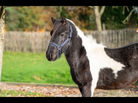 Otoa KOLDO x BIXENTE - Video 11 video thumbnail