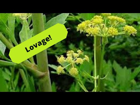 How to Grow Lovage