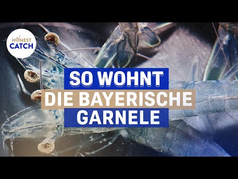 Homestory: So wohnt die Bayerische Garnele bei HONEST CATCH