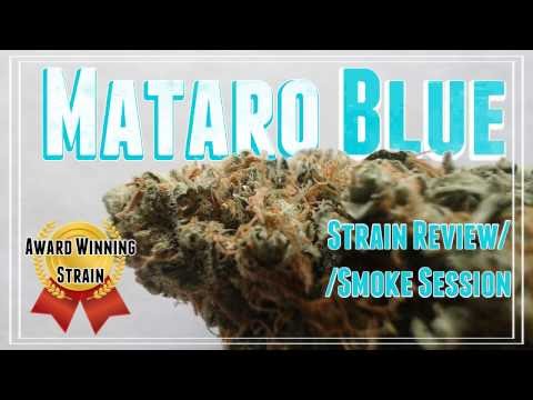 download lagu mp3 mp4 Blue Mataro, download lagu Blue Mataro gratis, unduh video klip Blue Mataro