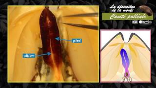 Dissection des branchies de moules