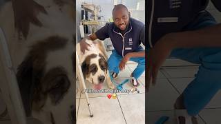 Download lagu Fell in love with a Giant today🥹🐶❤️#love #pets #veterinarian #dog mp3