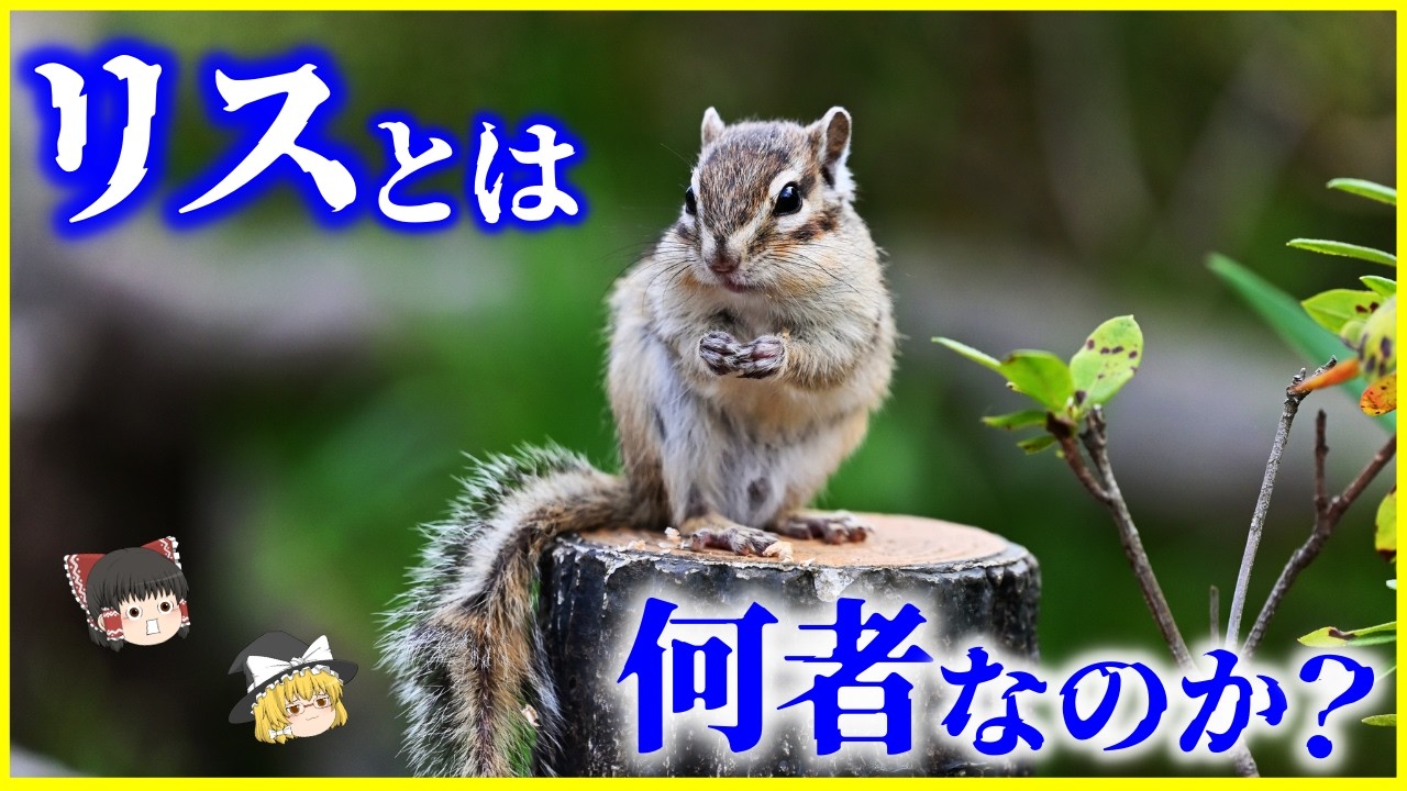 【ゆっくり解説】食べたらどんな味？「リス」とは何者なのか？を解説/なぜリスはどんぐりを埋めるのか…進化の歴史