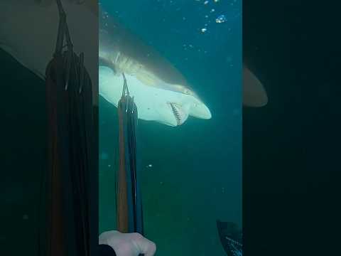 Shark charges me and dies #spearfishing #sharkattack