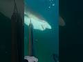 Shark Charges Me And Dies Spearfishing Sharkattack